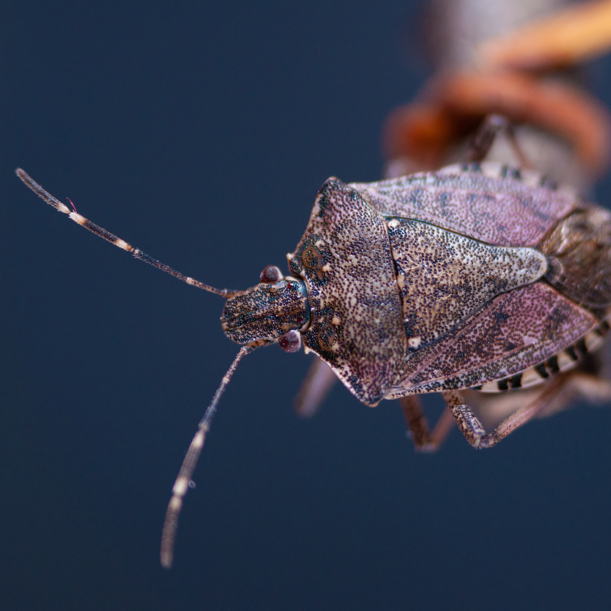 God’s Agriculture and the Stink Bug