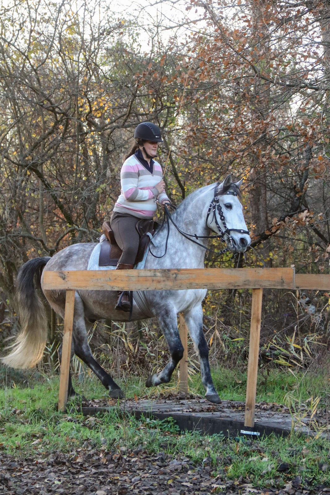 0762: Liz Roos - Southern Cross Equestrian Art