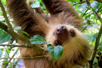 Real Sloth