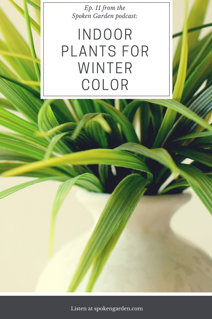 Indoor Plants and Winter Interest - Ep. 11