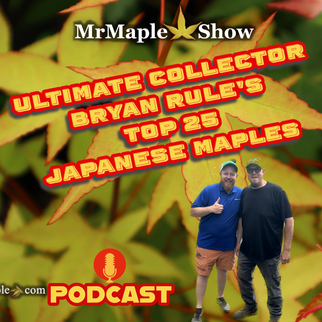 MrMaple Show
