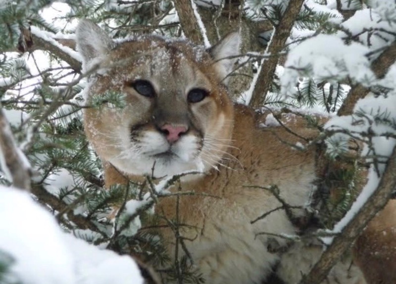 Ep 96- The Cougar Whisperer (Feat. JB) Ep 96- The Cougar Whisperer (Feat. JB)