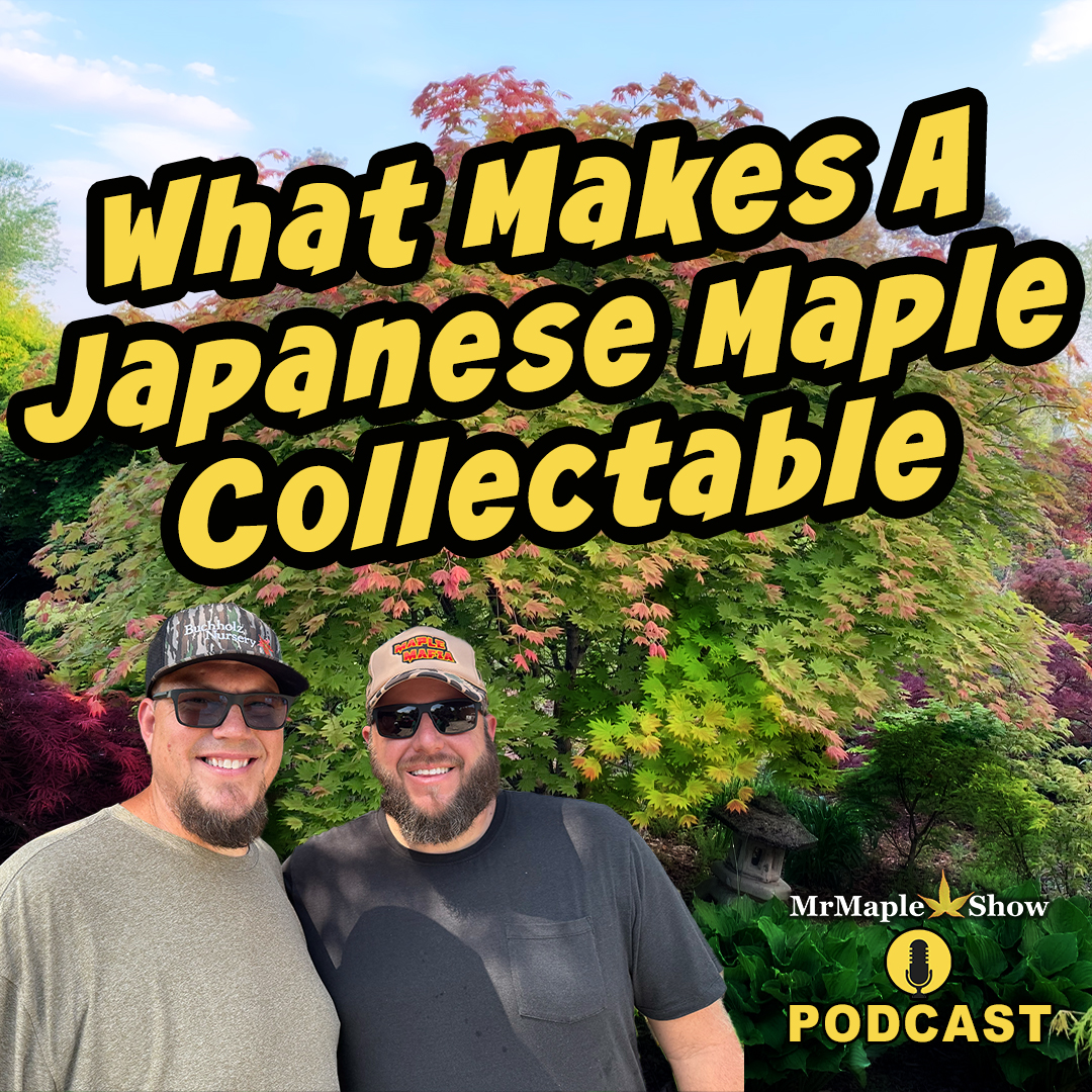 What Makes A Japanese Maple Collectable | MrMaple Show Podcast