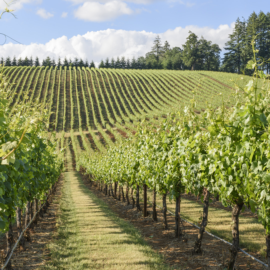 Ep. 30 - Geology and Wine