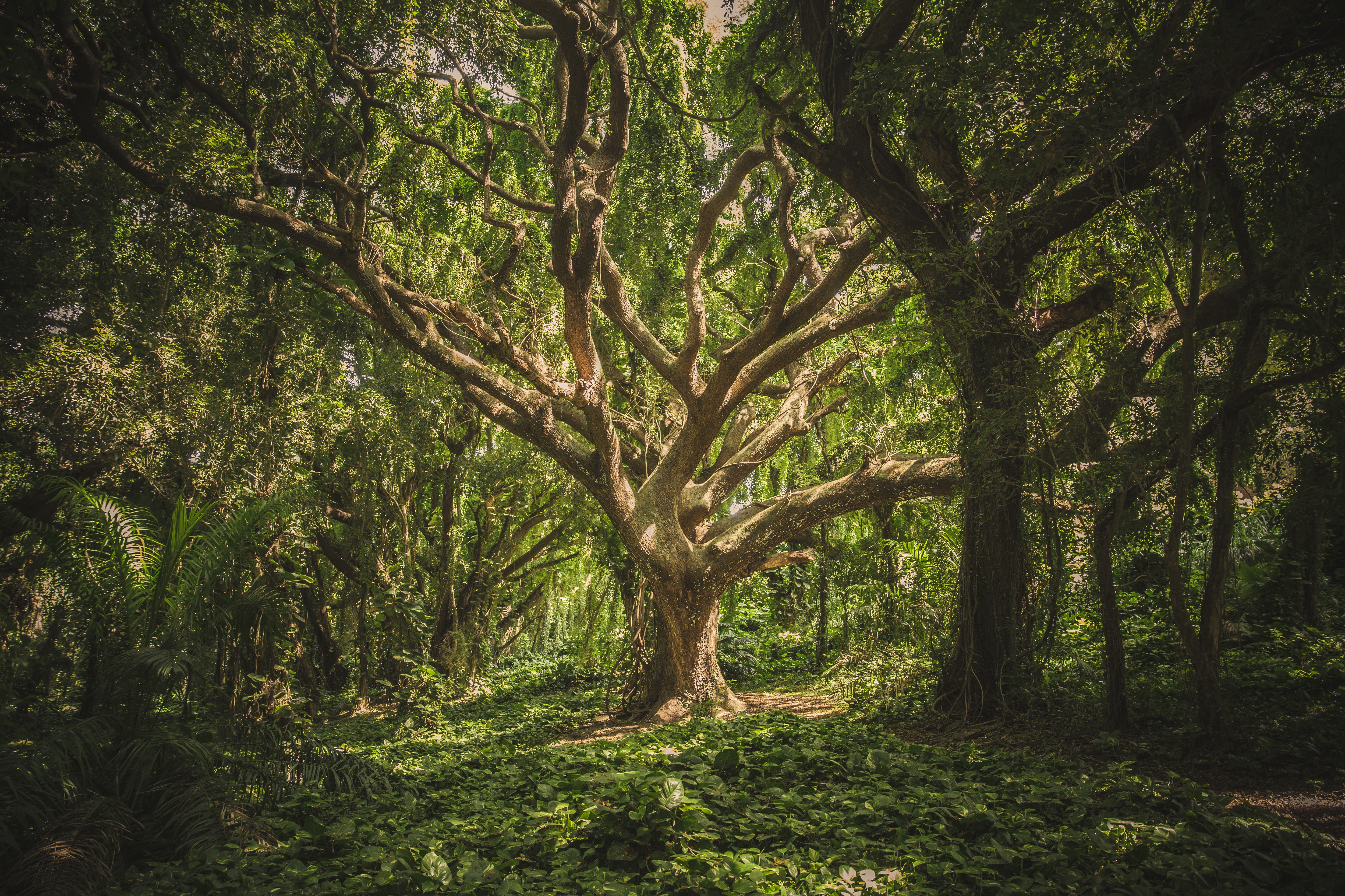The Topaz Story Book - The Kind Old Oak; The Tree