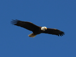 Eagles Wings
