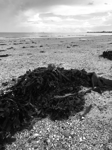 Bitter Harvest - The Tragedy of the Laurel