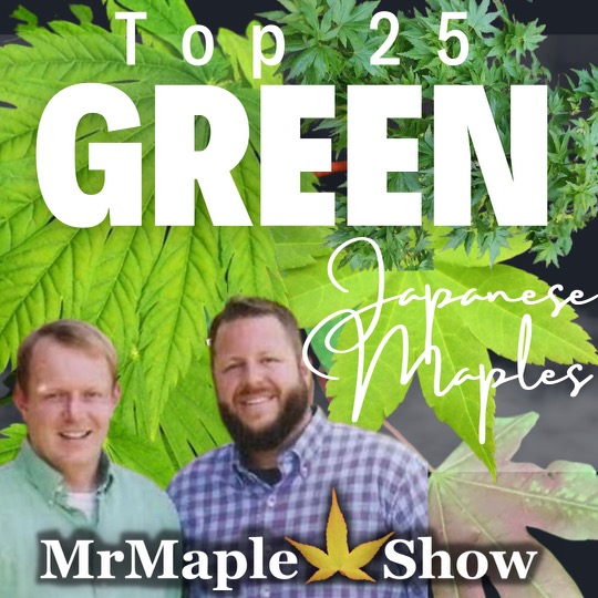 Top 25 Green Maples to Improve Your Garden Design | MrMaple Podcast