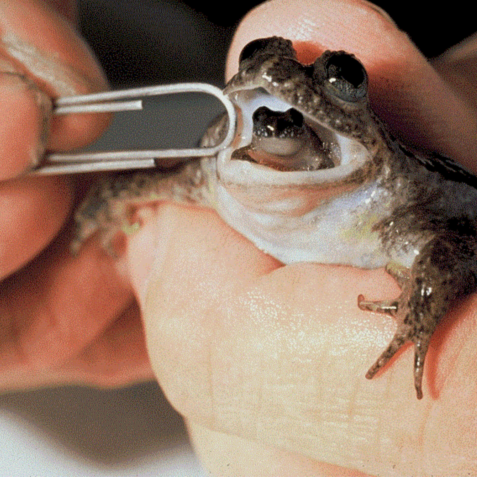 An Amazing Australian Frog