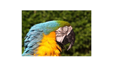 Parrot Denies Evolution
