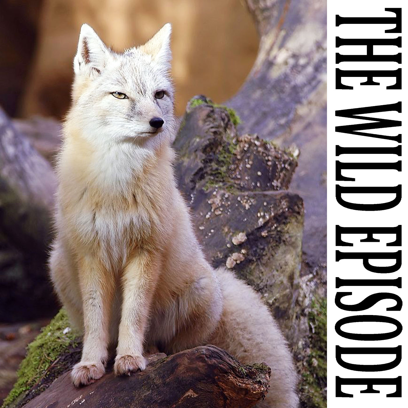 The Wild Episode