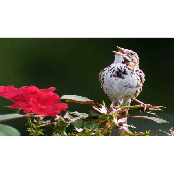 Do Birds Truly Make Music?