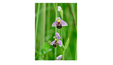 The Strange Behavior of Orchids