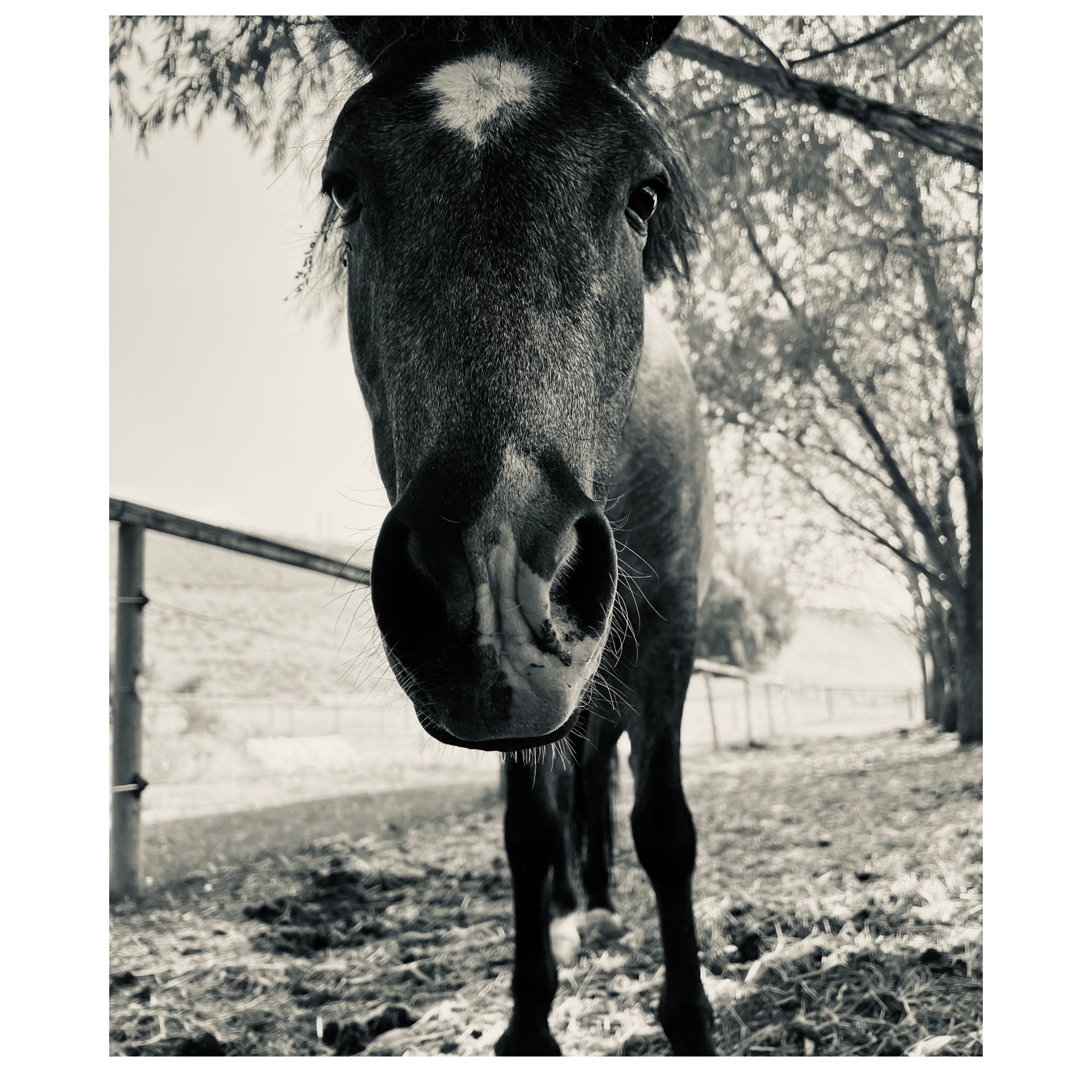 Blue Bunch Farm Podcast