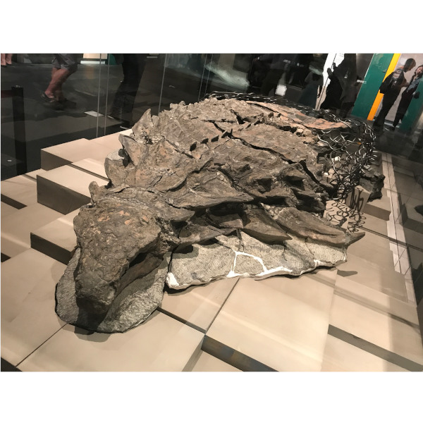 The Dinosaur Mummy