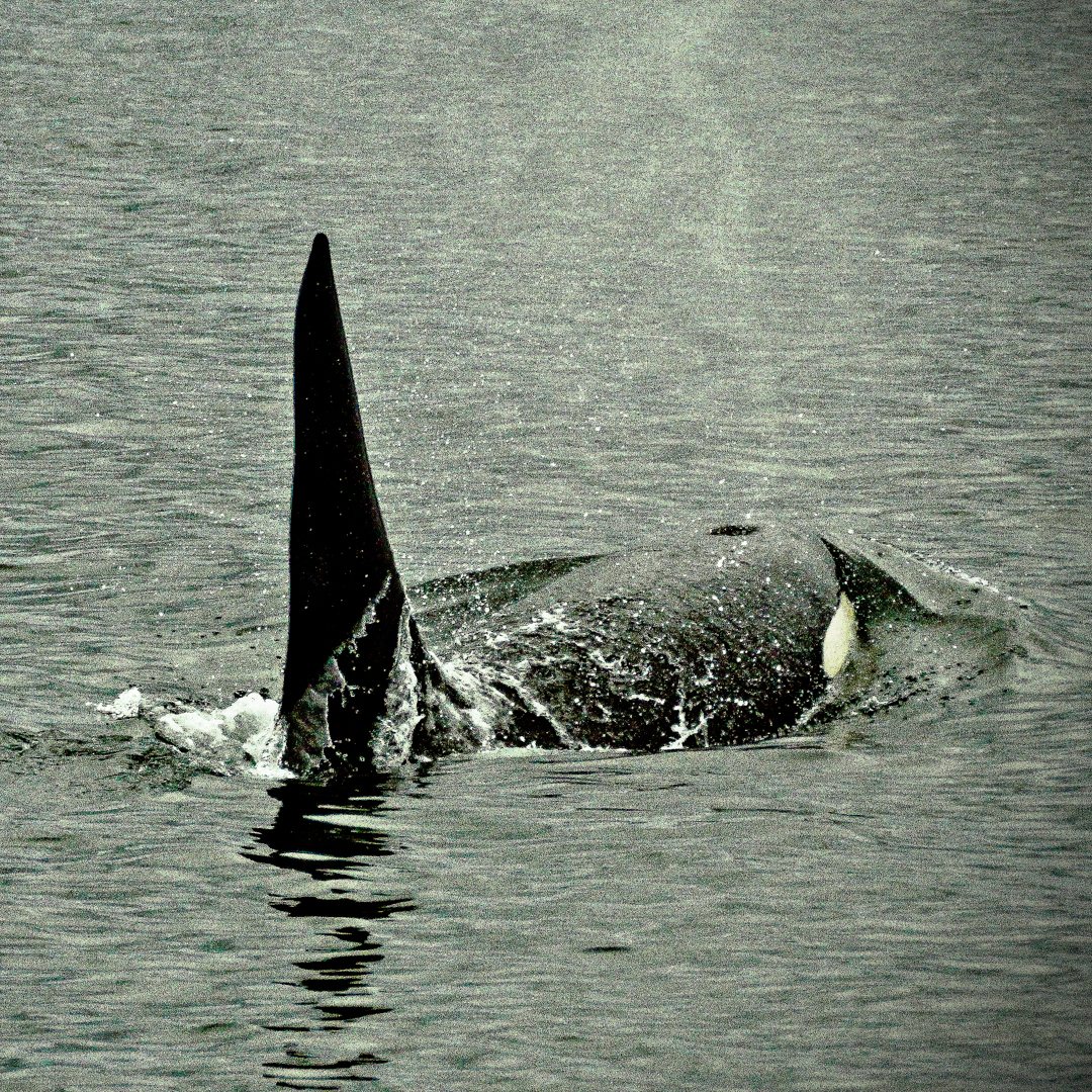 Acoustic Camouflage