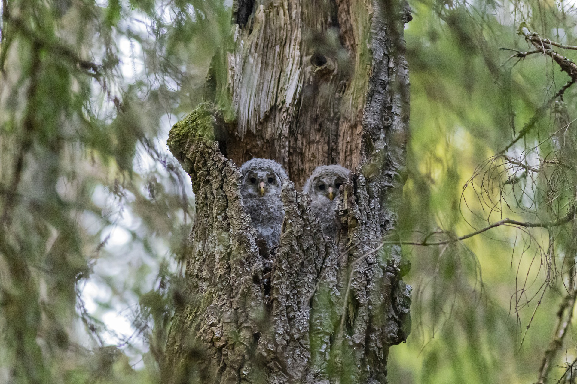 Bird Podcast with Shoba Narayan
