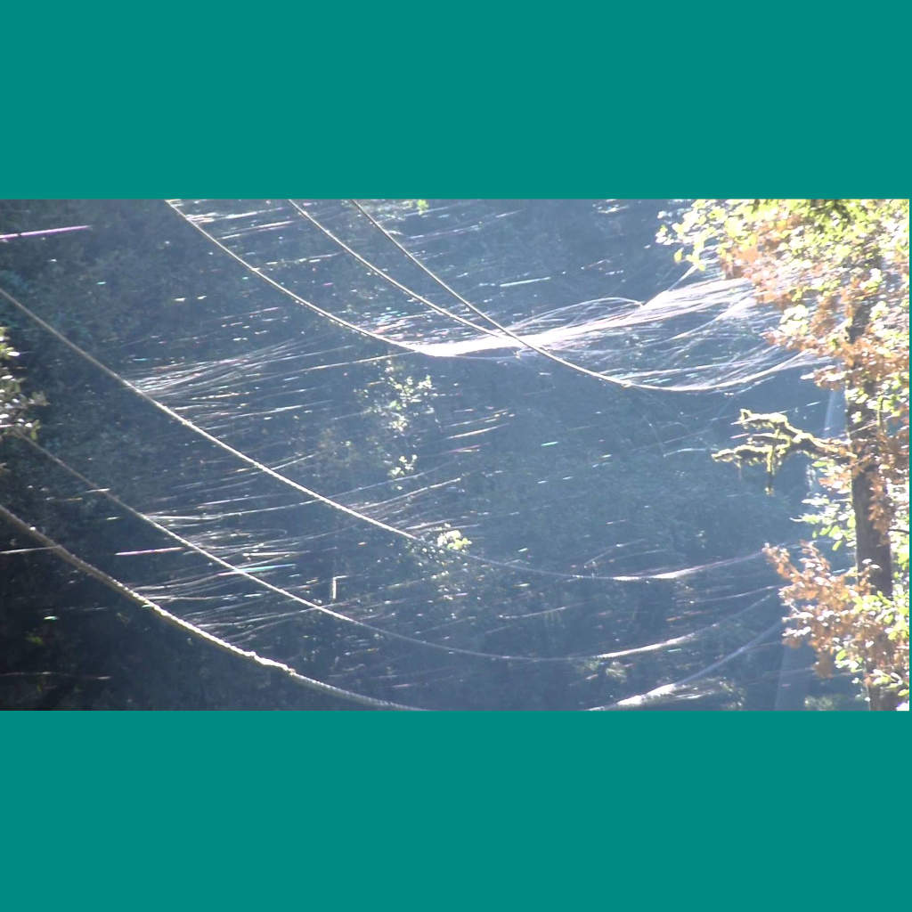 Invasion of the Spiders