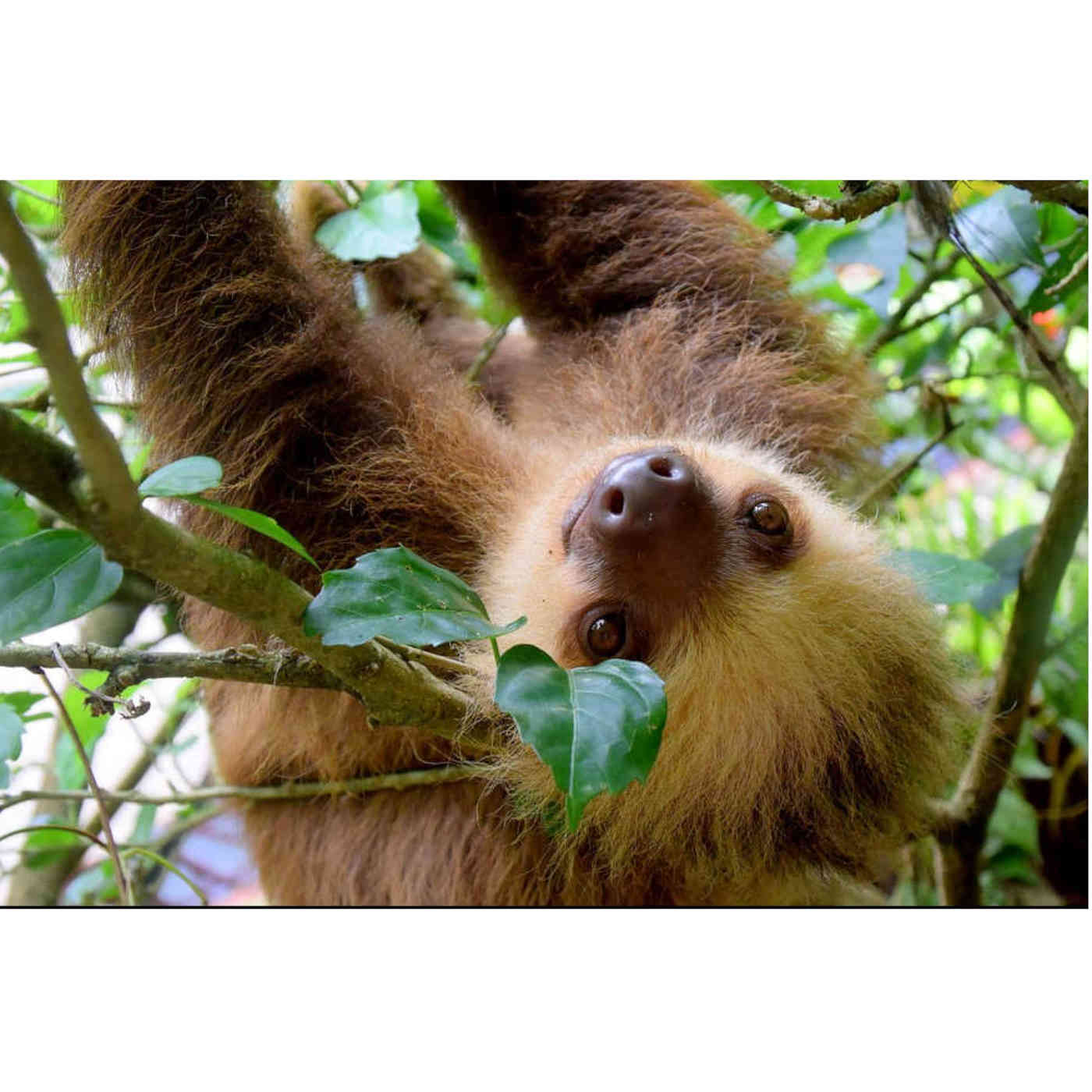 Real Sloth