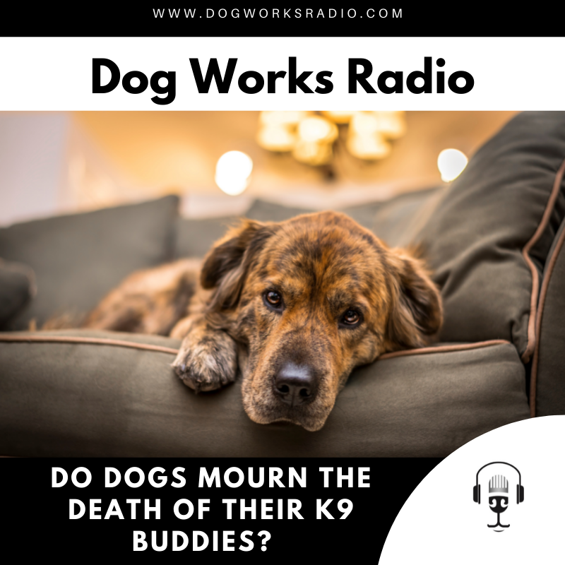New Study Indicates Dogs Mourn the Death of Their Canine Companions