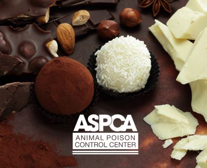 Chocolate Toxicity - How Much is Too Much?