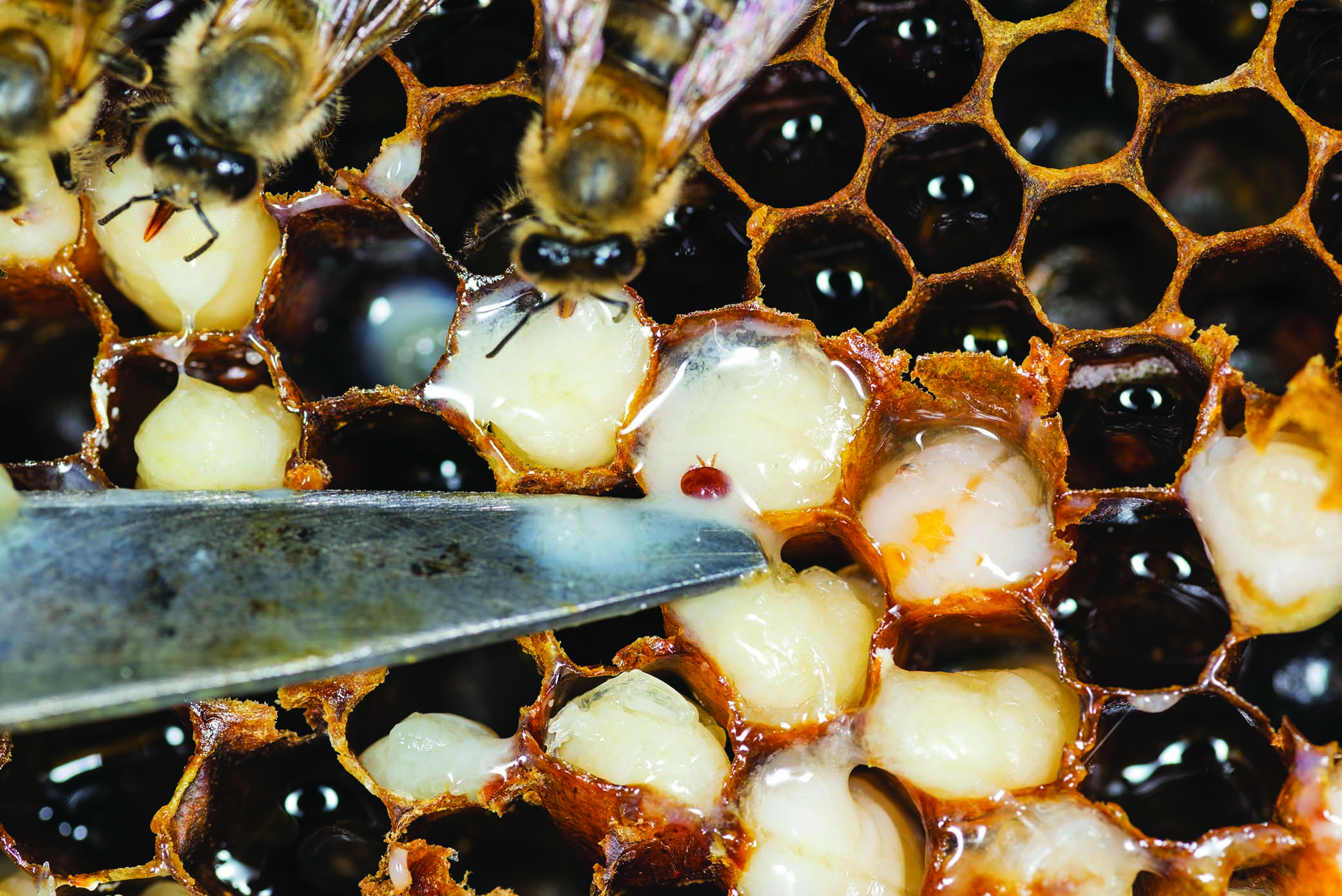 Audio Article: Why Did My Bees Die?