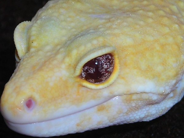 Uncovering SaSobek Part III: Unbelievable Leopard Gecko History You Need To Know