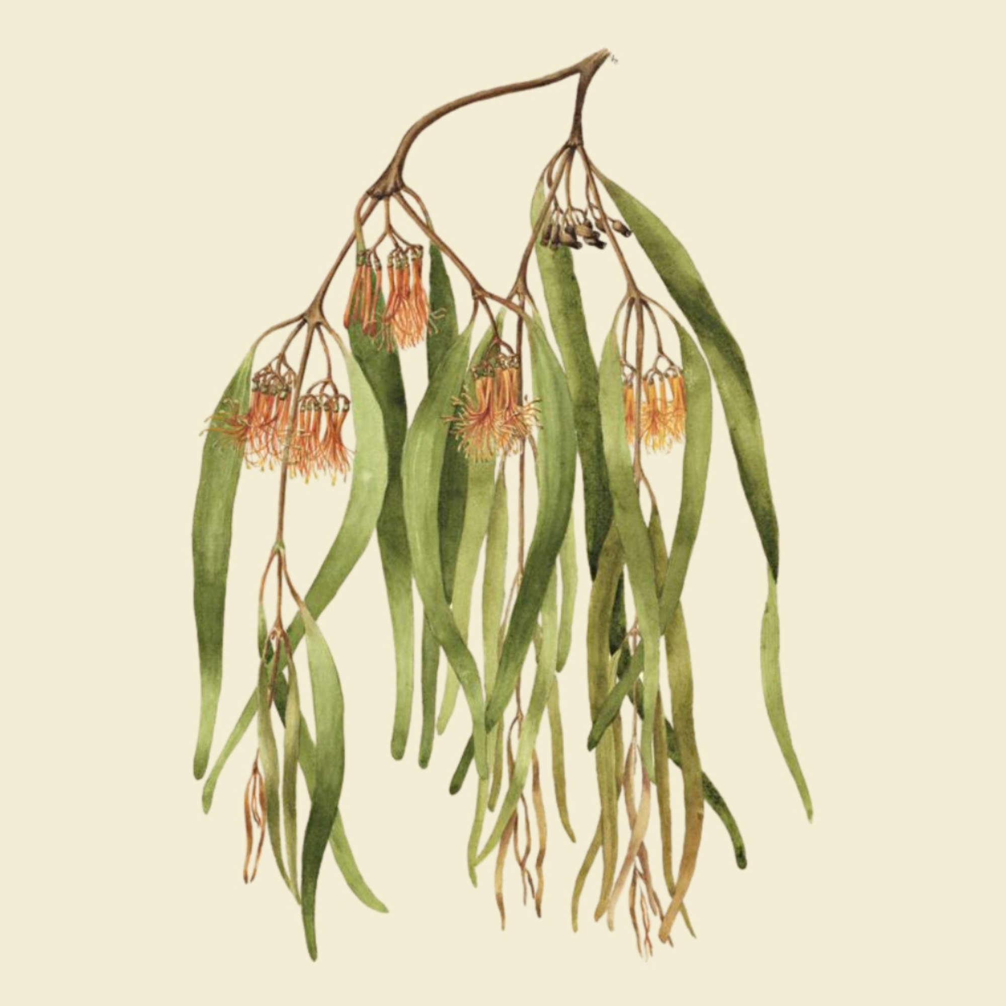 Mistletoe Mimicry