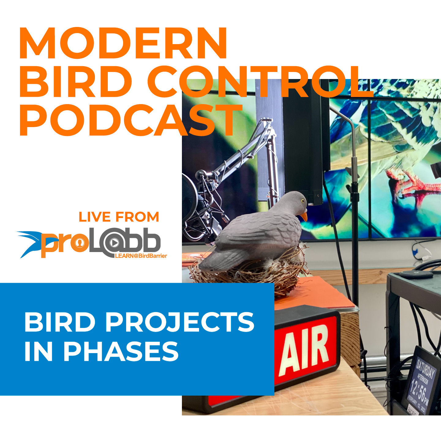 Episode: Bird Projects In Phases