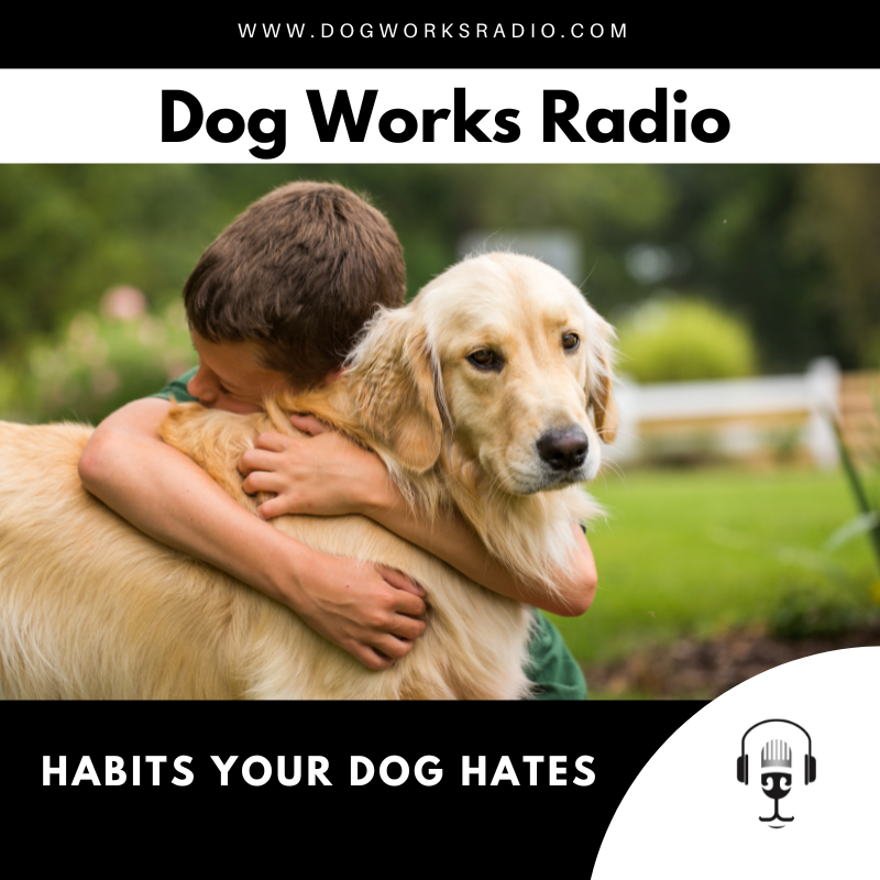 8 Everyday Habits Your Dog Secretly Hates