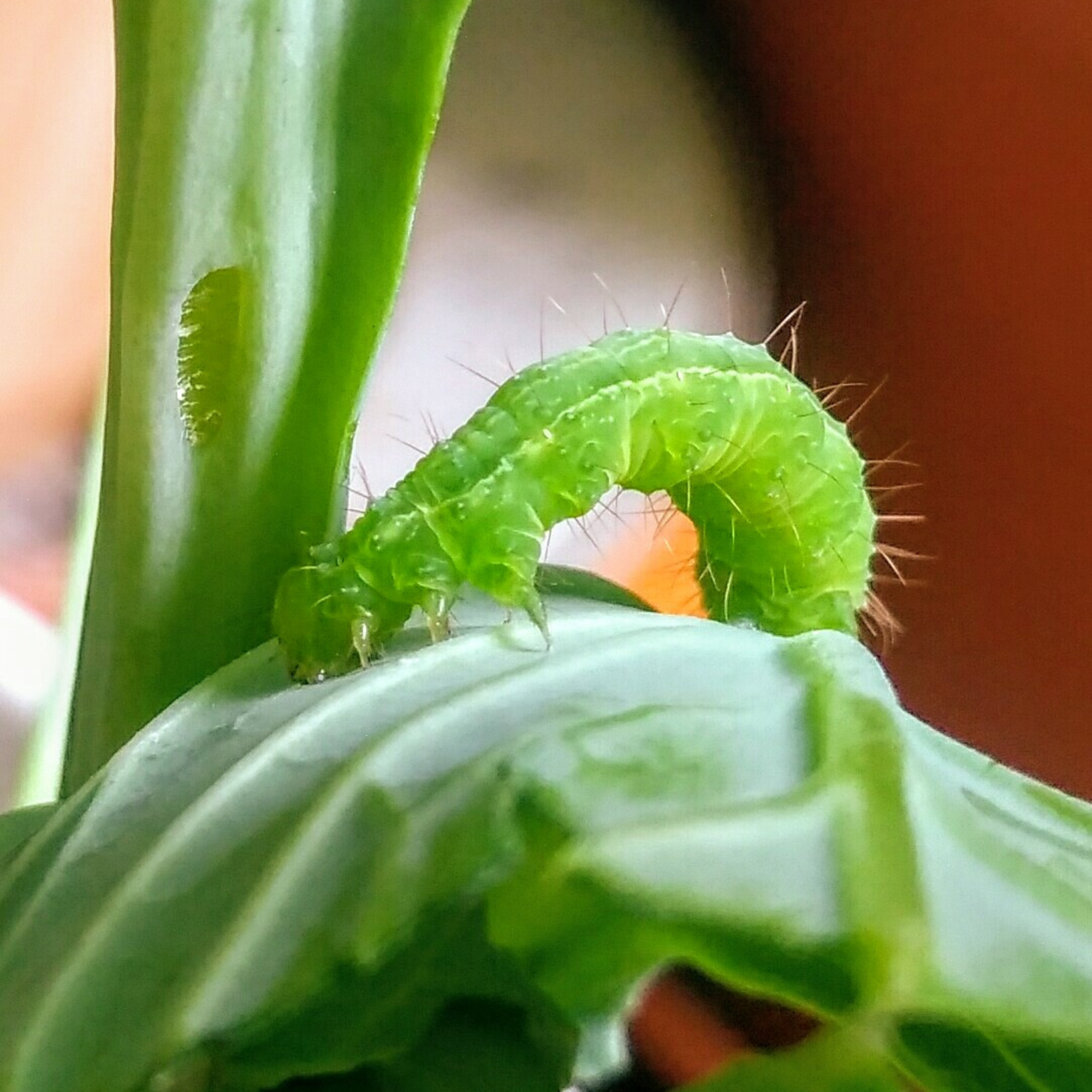 Caterpillars’ Diet Choices