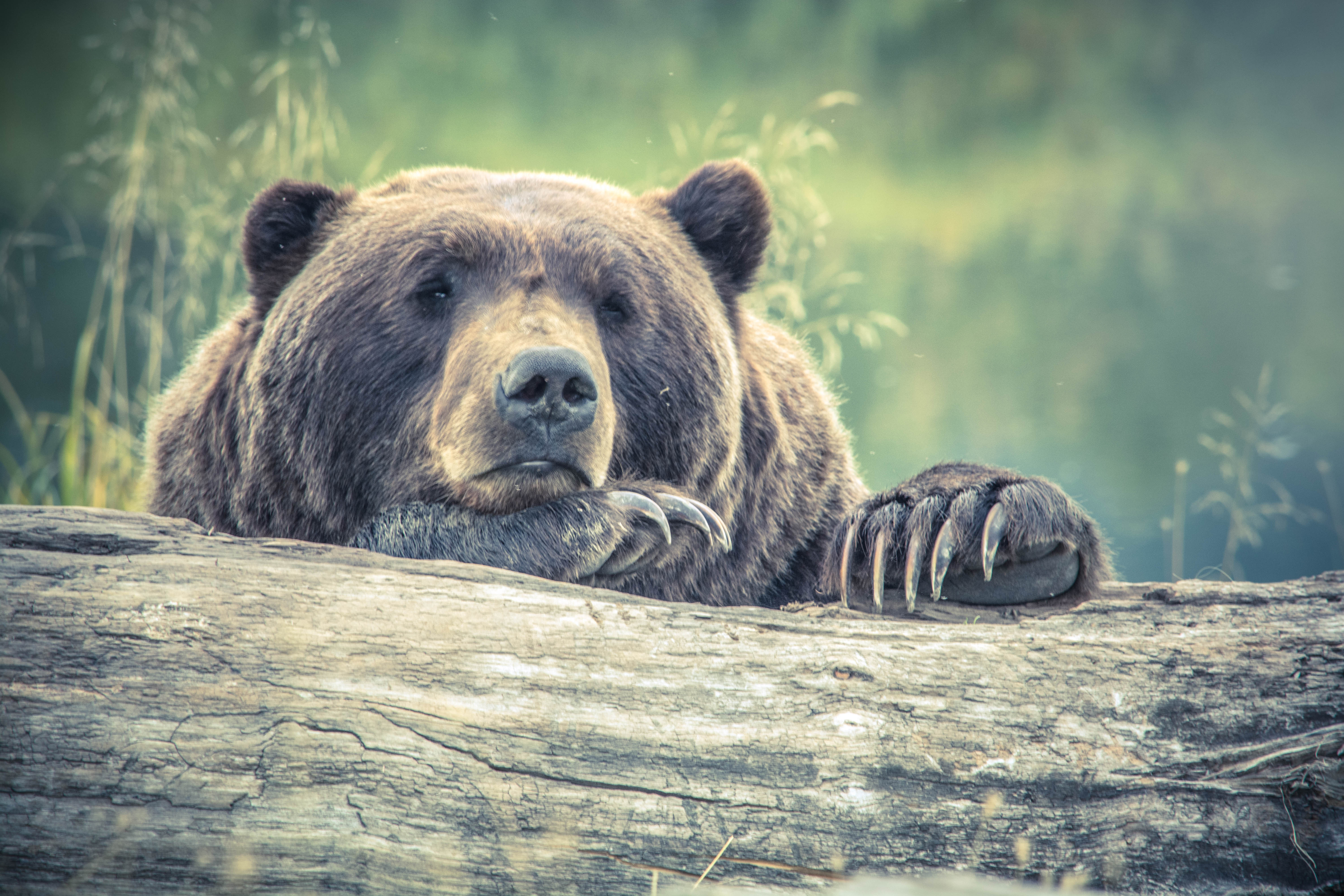 How Some Wild Animals Became Tame Ones