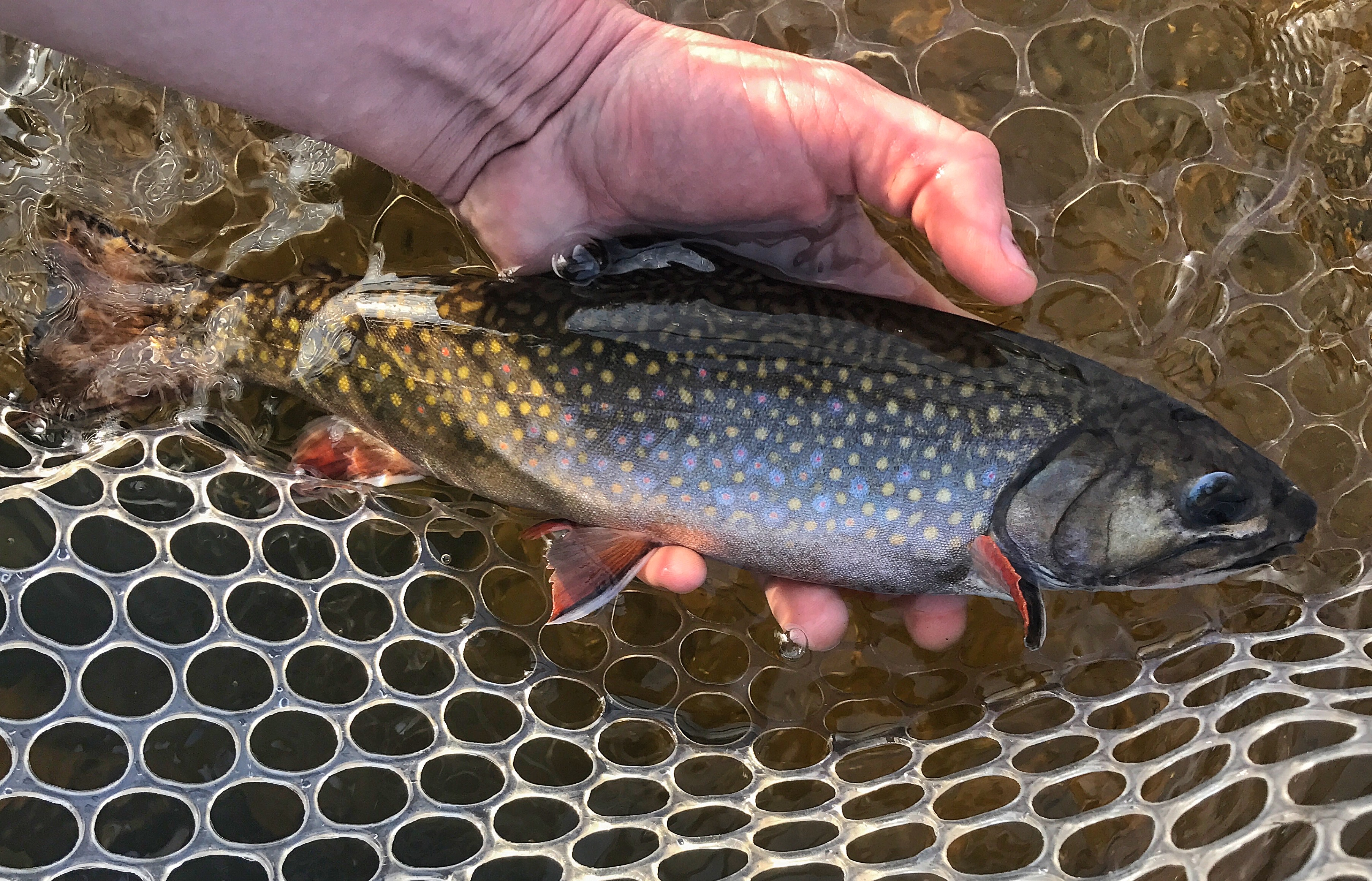 The Fishing Podcast