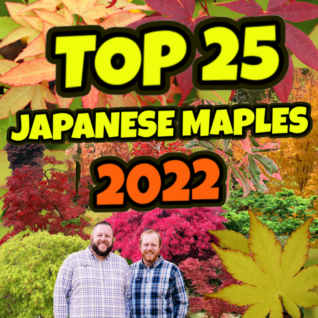 Top 25 Japanese Maples of 2022 | Customer Choice | MrMaple Podcast #15