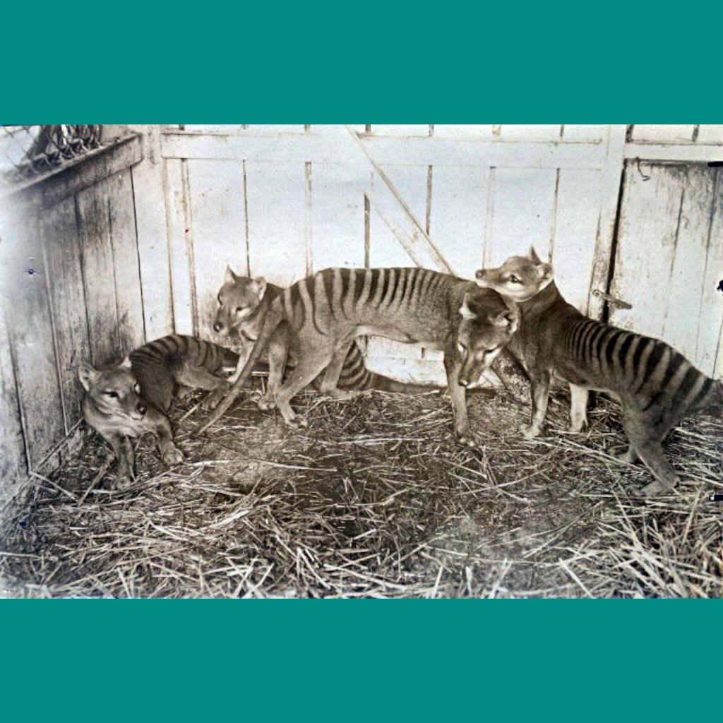 Tasmanian Tigers Were Not Cats