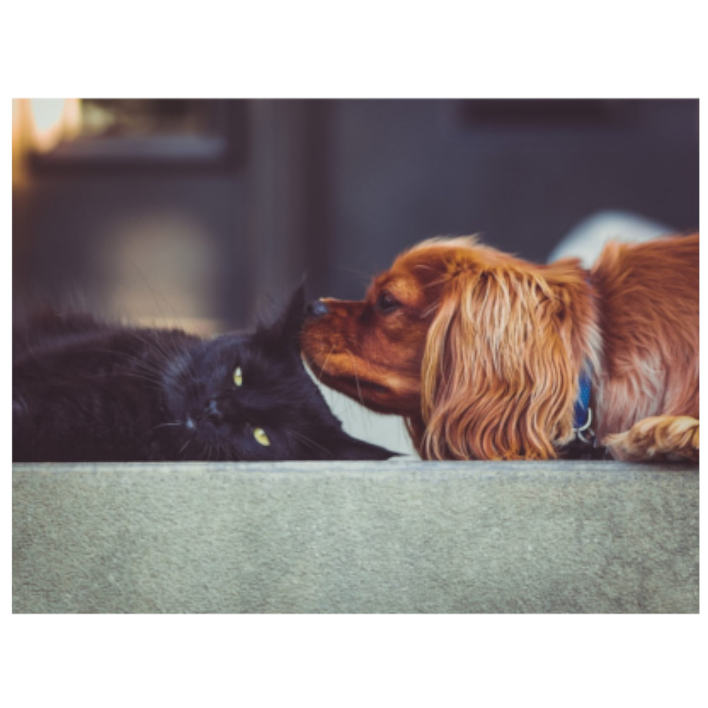 God's Gift of Pets