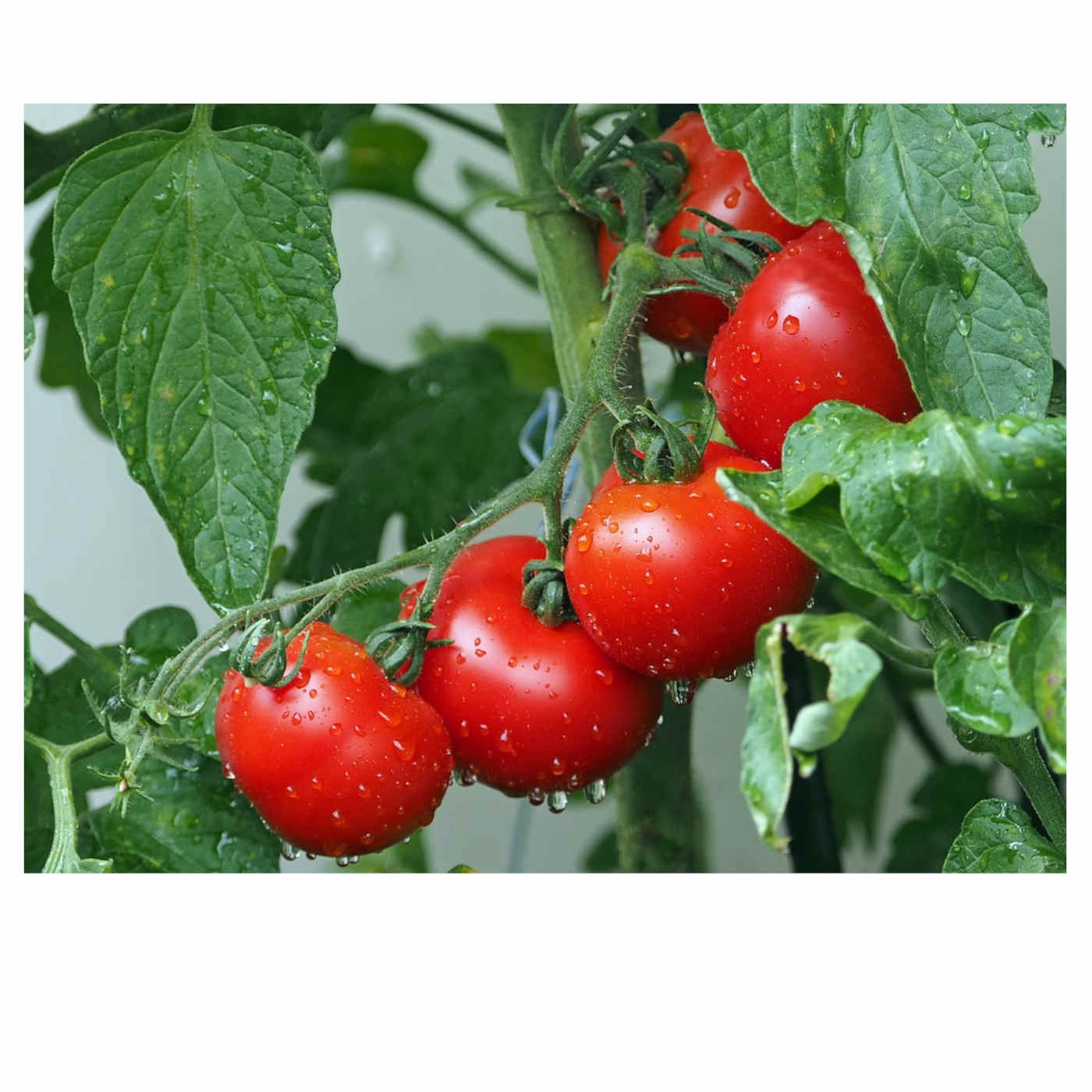 Was Fruit Like This in Eden?