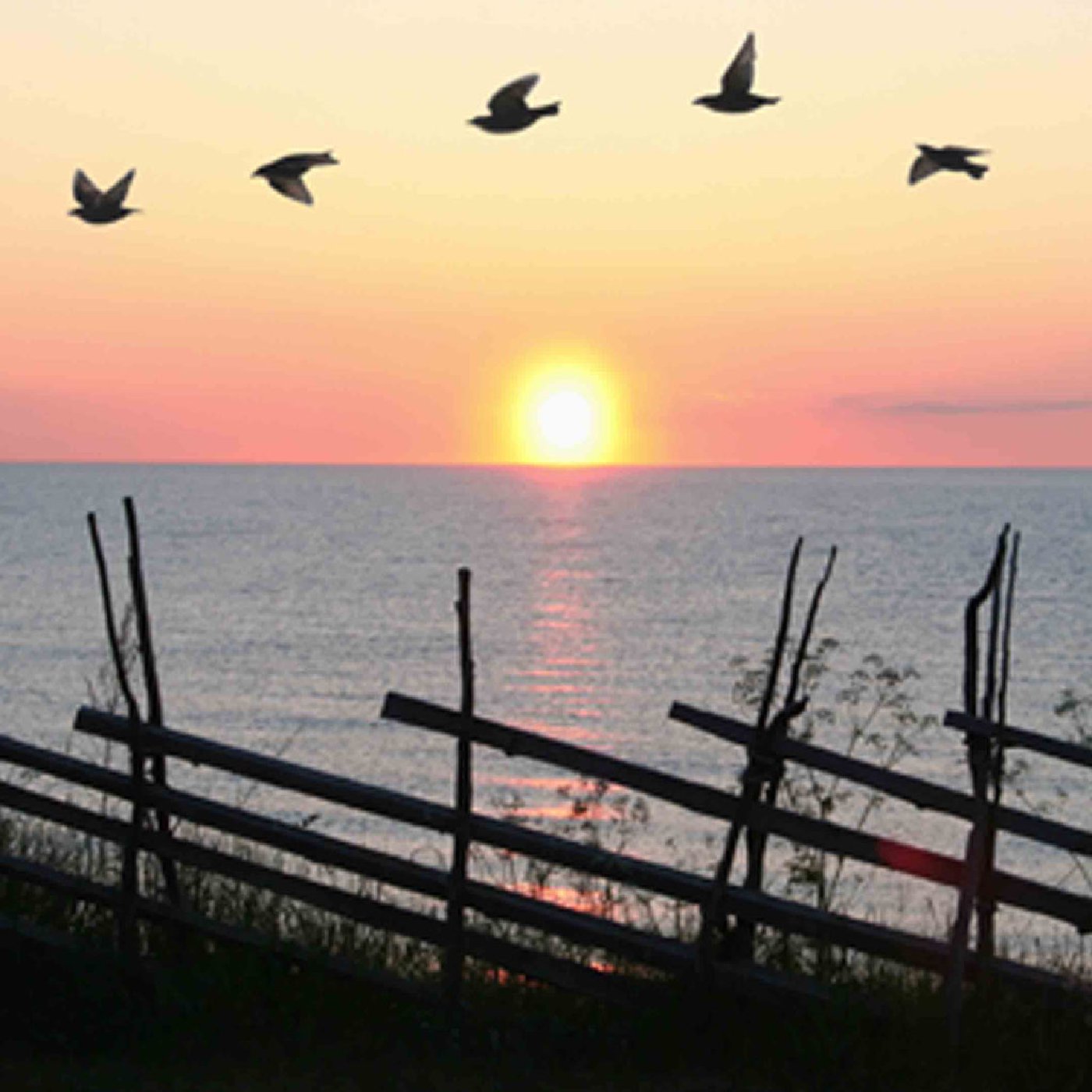 Let Birds Fly Across the Expanse