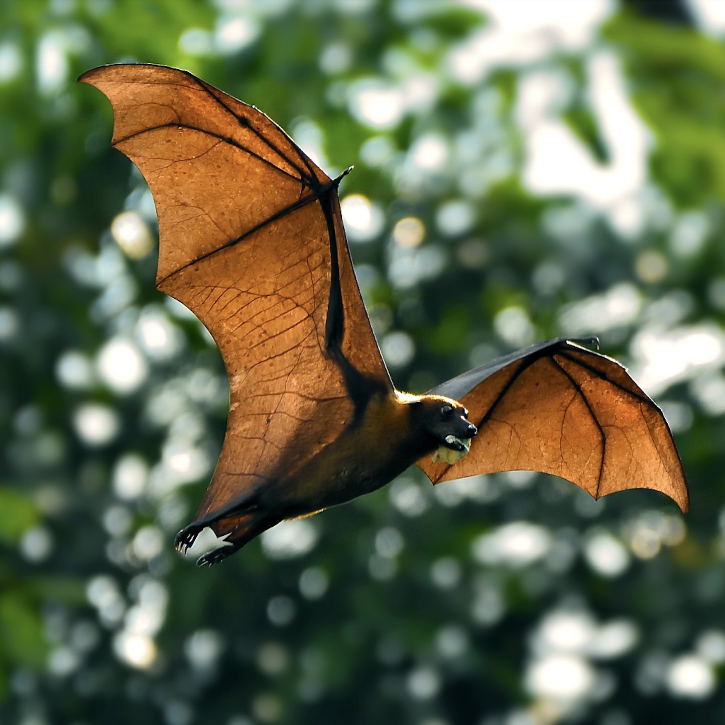 Mongabay Newscast