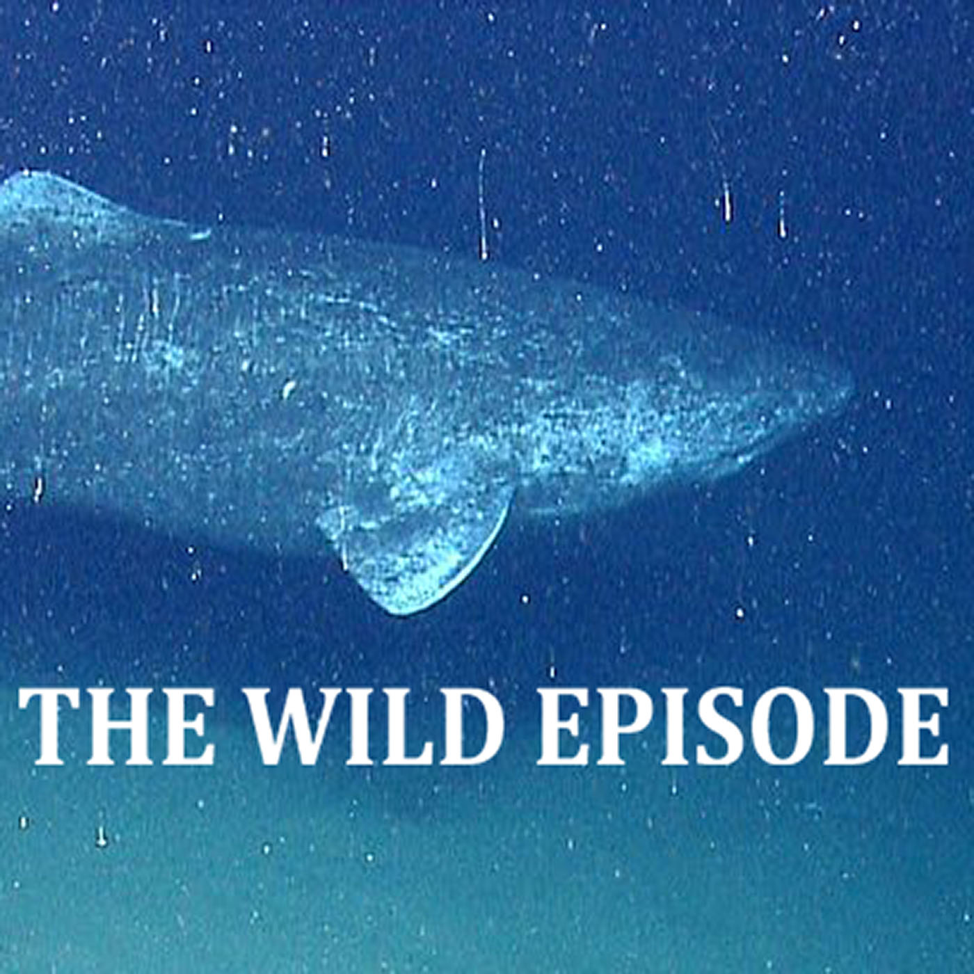 The Wild Episode