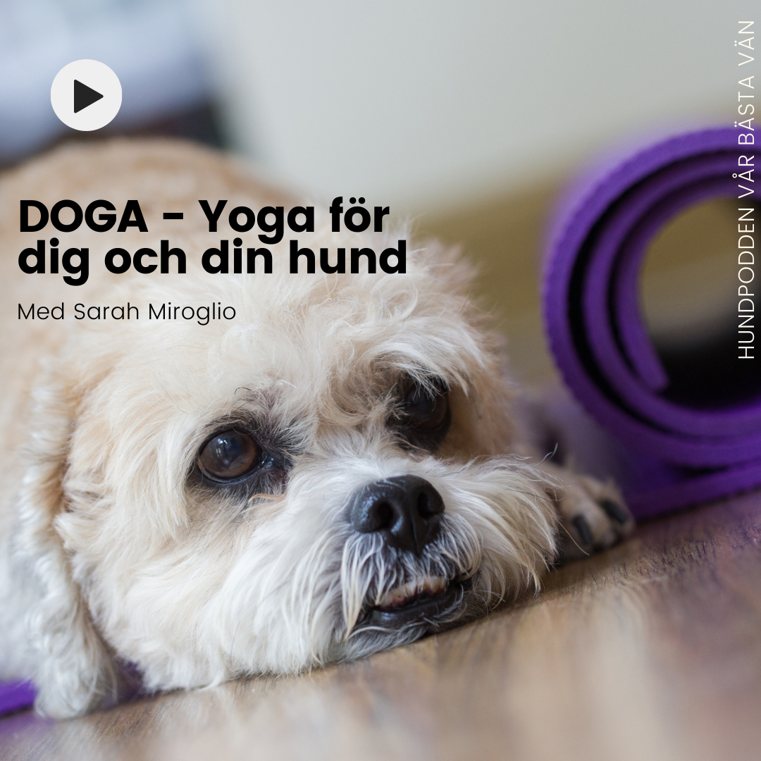 Hundpodden Vår Bästa Vän