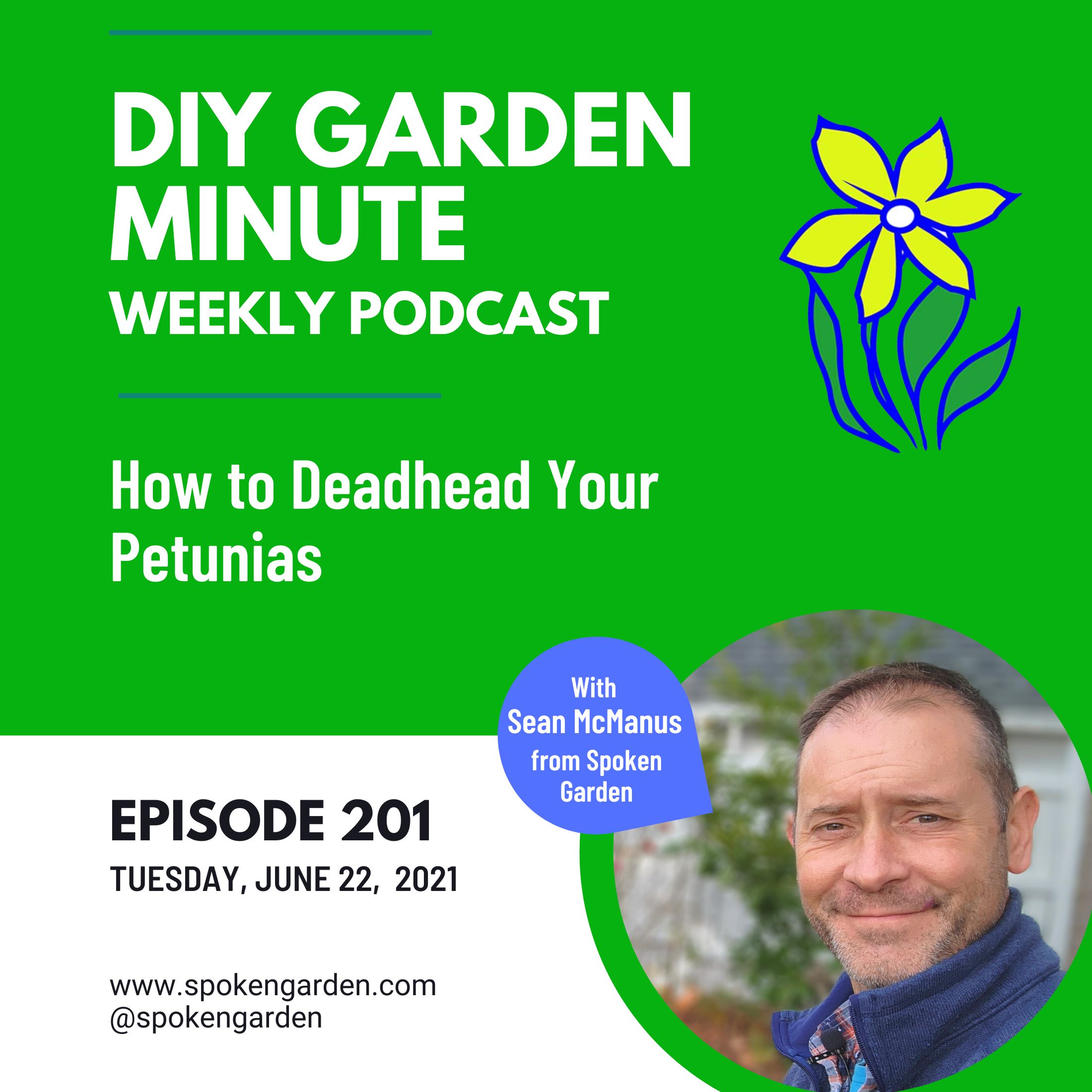 How to Deadhead Your Petunias - DIY Garden Minute Ep. 201
