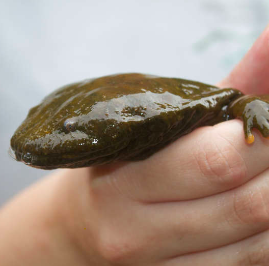 Mongabay Explores