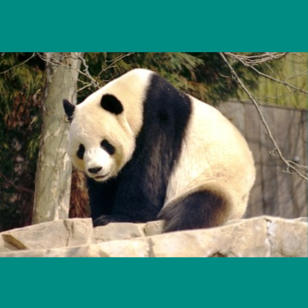 Raccoon Bear?