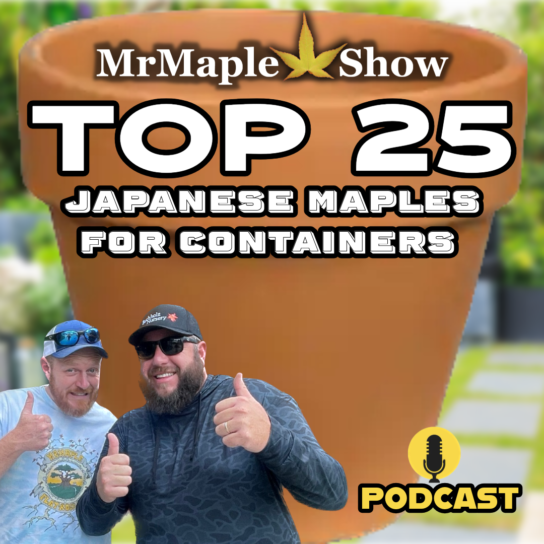 MrMaple Show