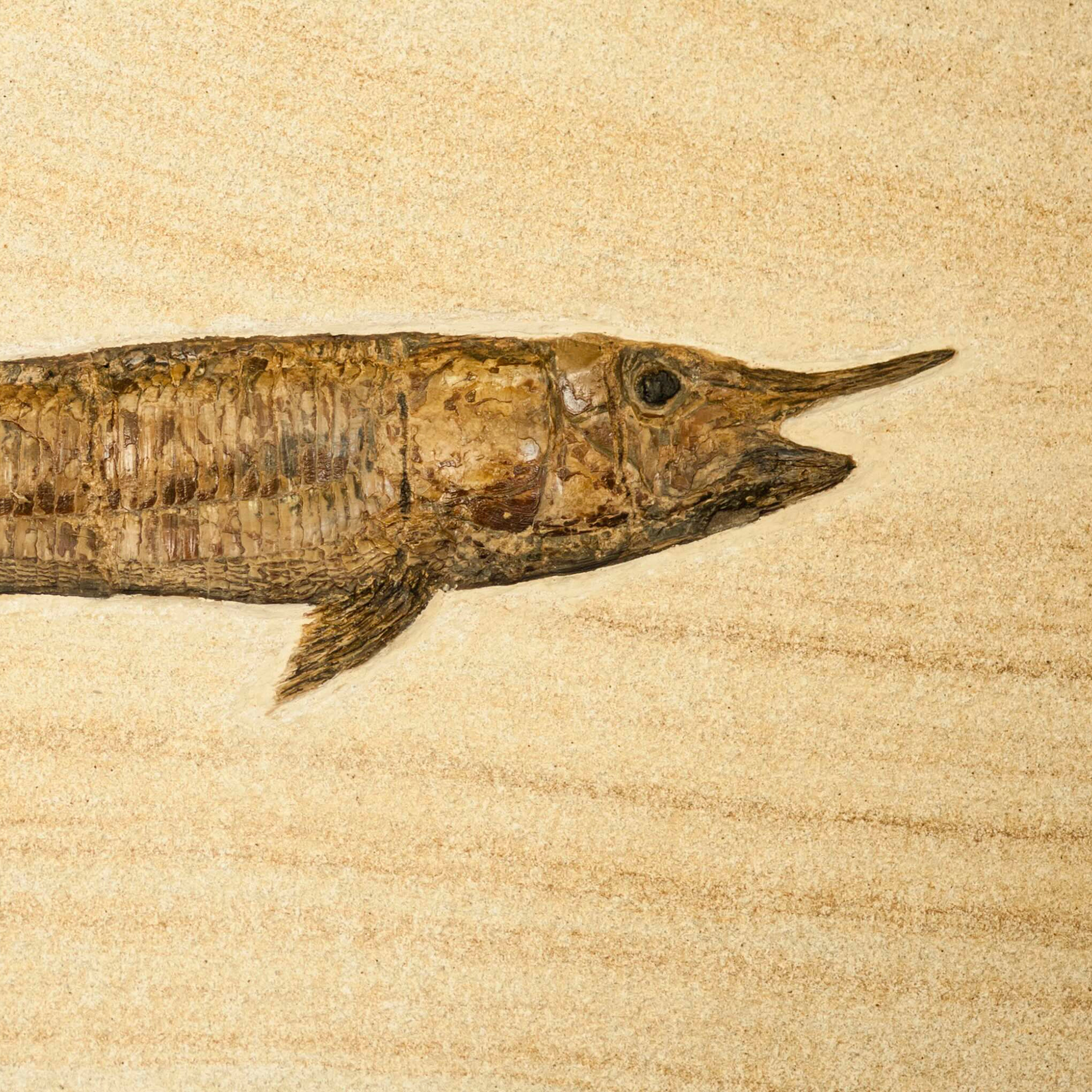 A Fish Story