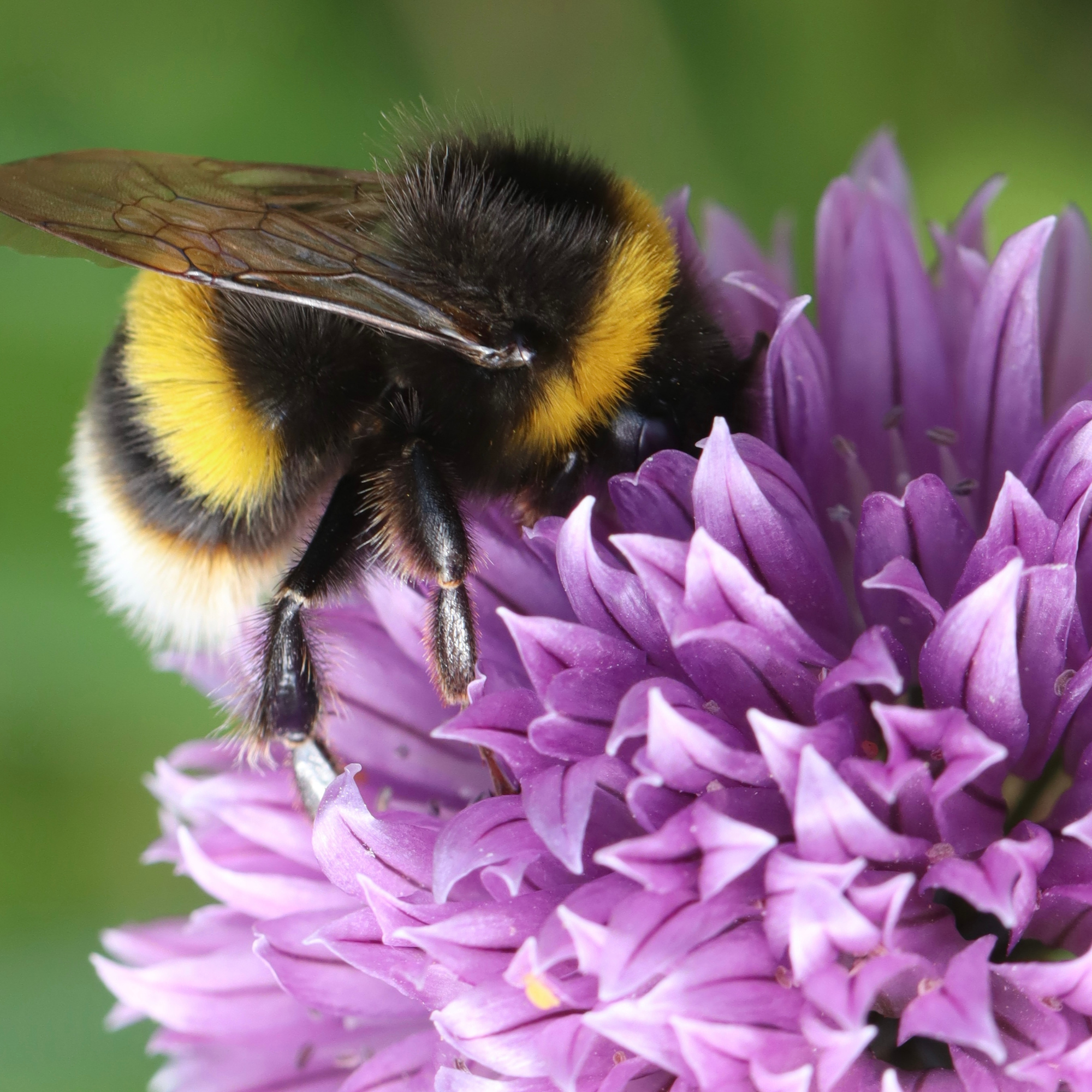 Economic Life Among Bumblebees