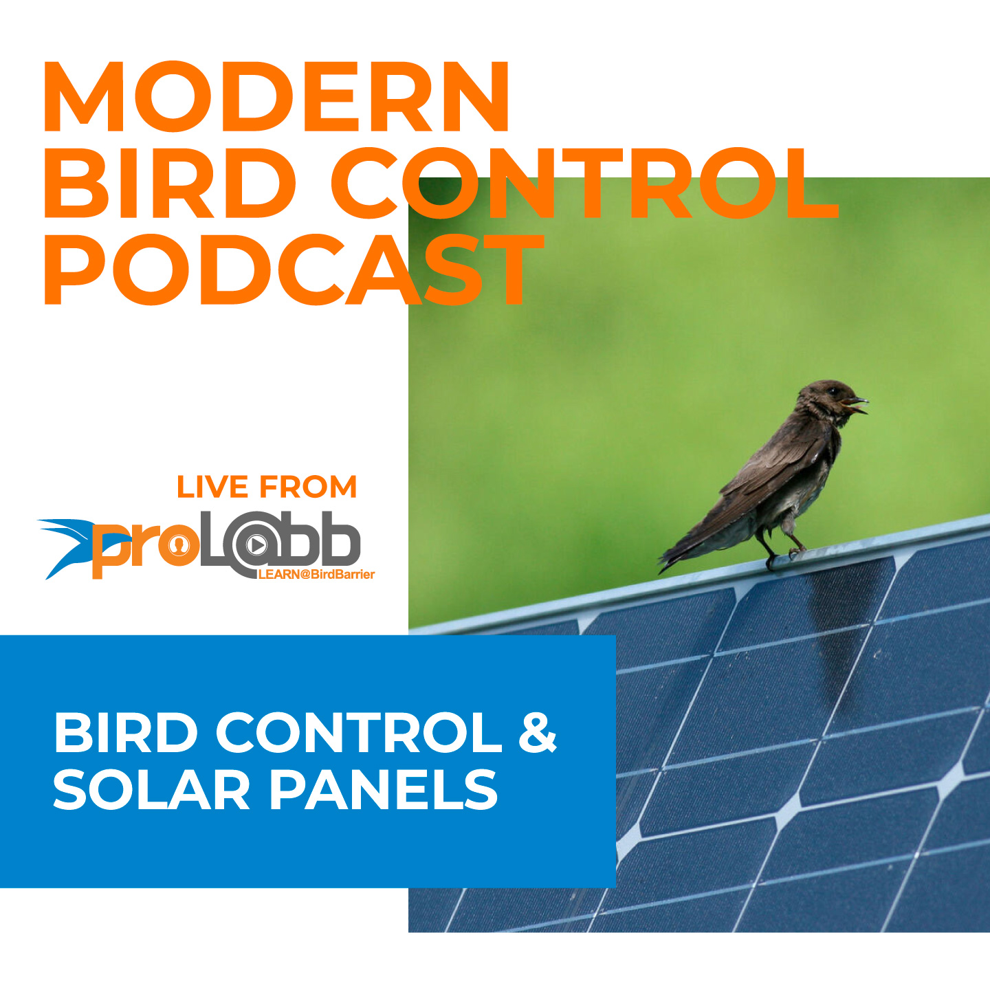Episode: Bird Control & Solar Panels