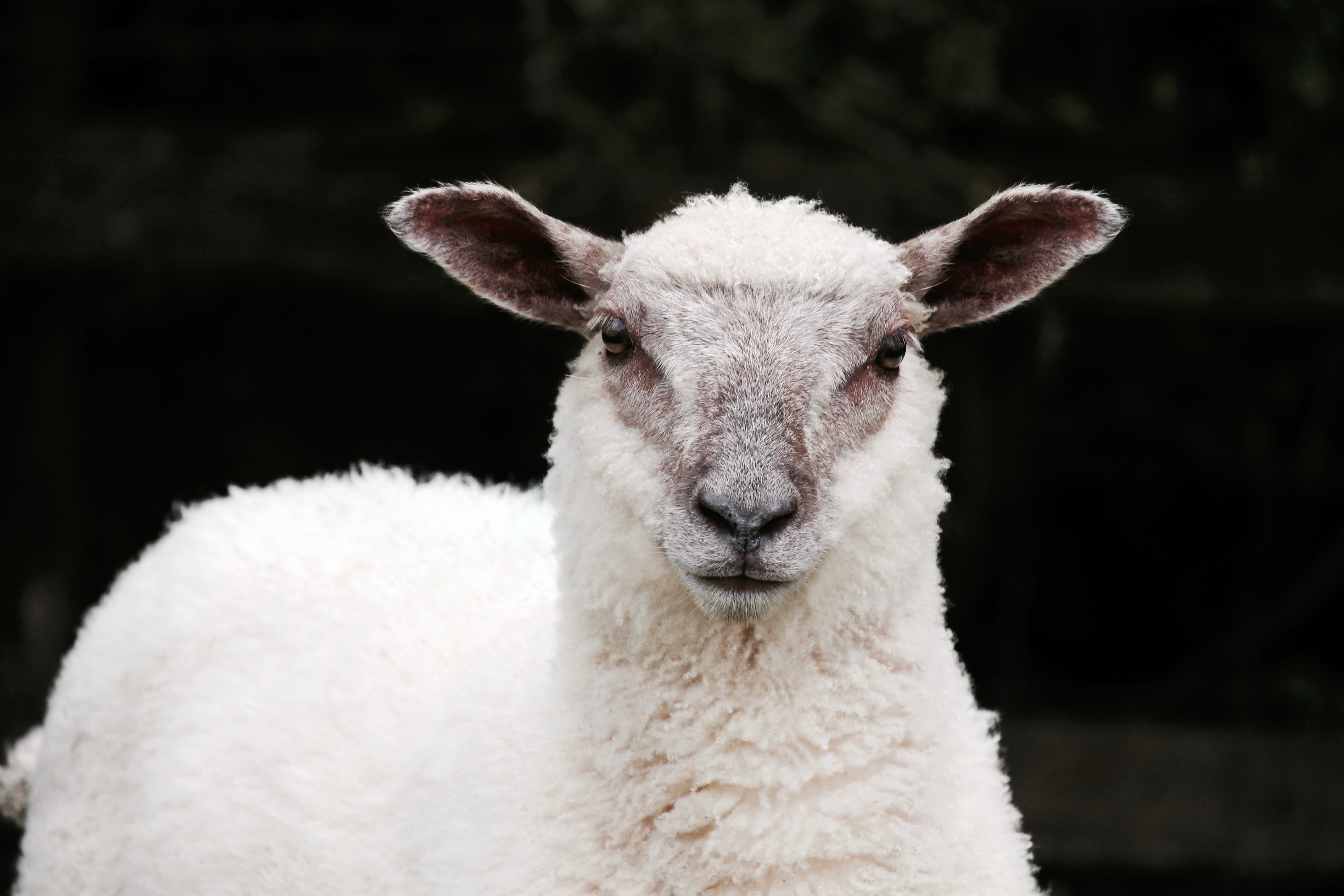 The Gentle Shepherd
