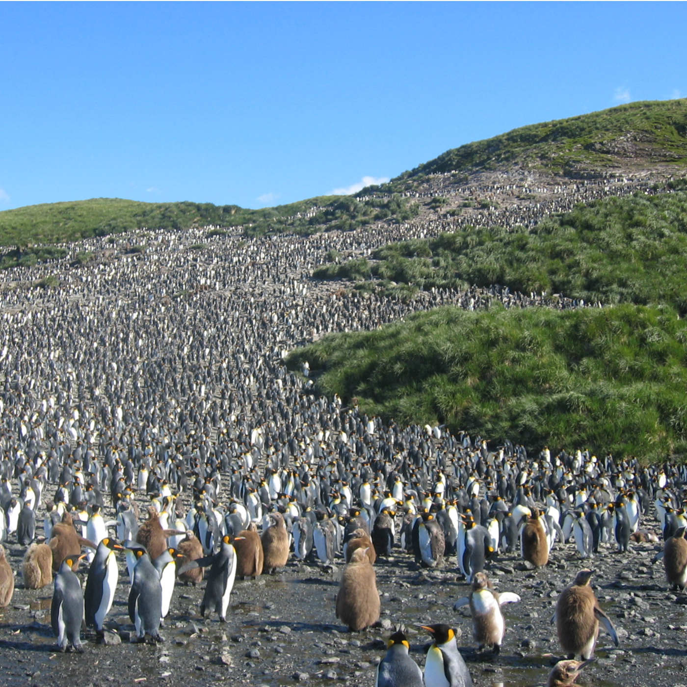 Disappearing Penguins